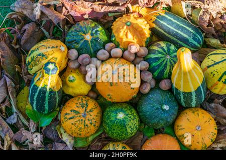 Arachides et citrouilles ou gourdes décoratives parmi les feuilles colorées de l'automne éclairées par le coucher du soleil Banque D'Images