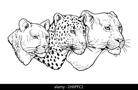 Portrait de lion, léopard et puma.Modèle numérique de coloration. Banque D'Images