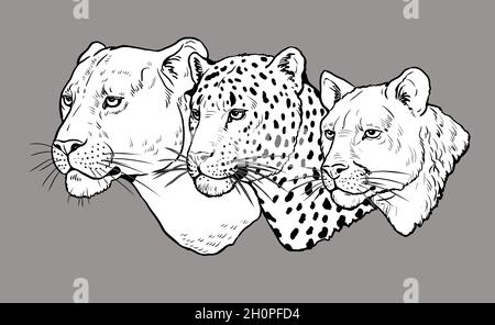 Portrait de lion, léopard et puma.Modèle numérique de coloration. Banque D'Images
