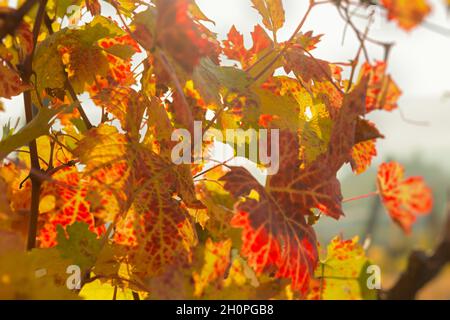 Feuille jaune de vigne gros plan sur un fond flou.Arrière-plan d'automne coloré.Laisse en plein soleil depuis le dessous.Raisins mûrs, le concept de h Banque D'Images