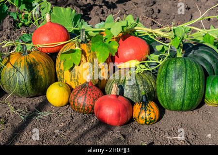 Un bouquet de citrouilles multicolores différentes.Plusieurs citrouilles de différentes variétés.Récolte automnale de citrouille.Récolte dans le village. Banque D'Images