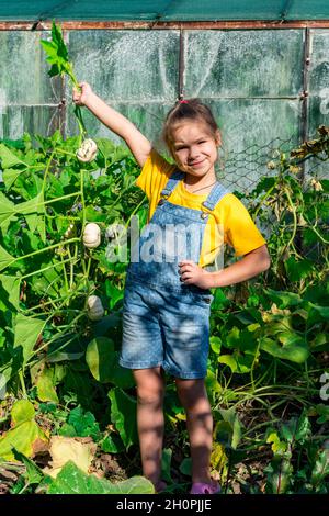 Une petite fille tient une branche avec des citrouilles blanches dans ses mains sur un fond de feuilles vertes de citrouilles.Concept de récolte de citrouilles.Automne. Banque D'Images