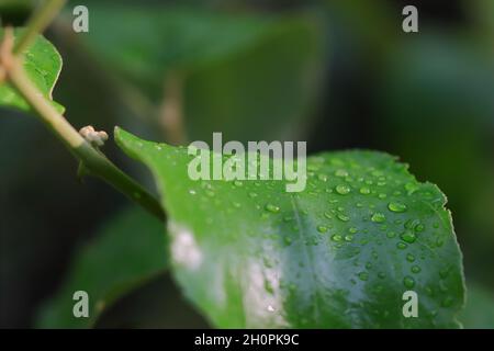 Arrière-plan photo de l'eau de pluie qui s'accumule sous forme de gouttelettes sur une feuille verte d'un arbre Banque D'Images
