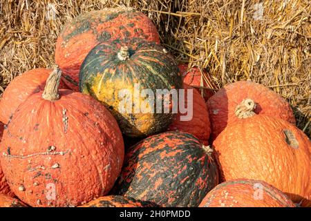 Une grande collection de citrouilles Red Wart (Cucurbita) sur le marché le jour d'automne ensoleillé.Magnifique fond pour une conce naturelle de santé et de nutrition Banque D'Images