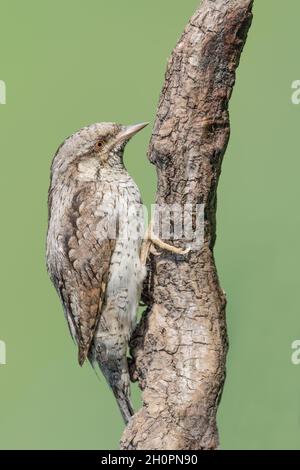 Le magnifique col de cygne eurasien perché sur le tronc de l'arbre (tortilla Jynx) Banque D'Images