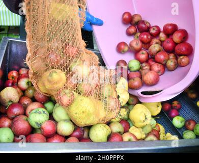 11 octobre 2021, Saxe, Fuchshain BEI Leipzig: Les clients versent leurs pommes et leurs quinces récoltés sur le tapis roulant d'un broyeur mobile de pommes installé pour une journée dans une ferme à Fuchshain près de Leipzig par Andreas Richter, horticulteur et paysagiste basé à Leipzig.Devant les yeux des clients, la petite usine de fruits sur roues traitera les fruits riches en vitamines en jus direct naturellement nuageux à divers endroits jusqu'à la fin du mois d'octobre et pourra ensuite être emmenée à la maison dans des emballages de 5 litres.Avec la cidery mobile, Andreas Richter veut contribuer à la préservation, mais aussi le replanti Banque D'Images