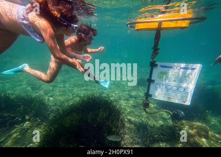 Cerbere (sud de la France) : le sentier sous-marin de Cerbere Banyuls, sentier de plongée libre, dans la réserve marine naturelle de Cerbere Banyuls.Plongeurs à la station 2 Banque D'Images