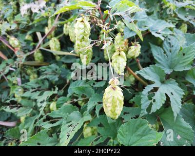 Bush de houblon, une plante à partir de laquelle la bière est ensuite brassée Banque D'Images