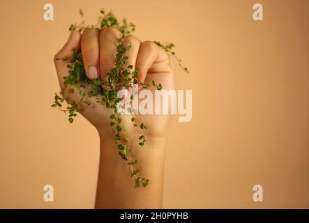 Photo de gros plan de la branche avec des feuilles vertes dans la main femelle isolée sur fond beige de mur de studio avec espace de copie pour le texte.Produits écologiques naturels conc Banque D'Images