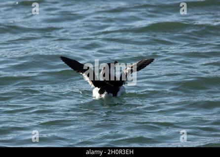 Un Razorbill en hiver plumage rabats ses ailes comme il se prépare à plonger pour la nourriture.Ces Auks abattent leurs ailes sous l'eau et chassent leur proie Banque D'Images