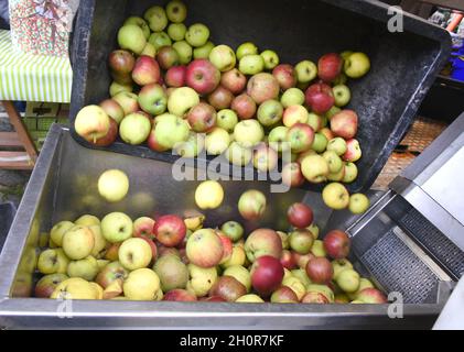 11 octobre 2021, Saxe, Fuchshain BEI Leipzig: Les clients versent leurs pommes et leurs quinces récoltés sur le tapis roulant d'un broyeur mobile de pommes mis en place pour une journée par Andreas Richter, horticulteur et paysagiste basé à Leipzig, dans une ferme de Fuchshain près de Leipzig.Devant les yeux des clients, la petite usine de fruits sur roues va transformer les fruits riches en vitamines en jus direct naturellement nuageux à divers endroits jusqu'à la fin du mois d'octobre et peut ensuite être emmenée chez elle dans un emballage de 5 litres.Avec la cidery mobile, Andreas Richter veut contribuer à la préservation, mais aussi à Banque D'Images