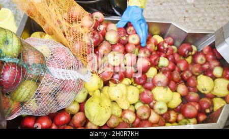 11 octobre 2021, Saxe, Fuchshain BEI Leipzig: Les clients versent leurs pommes et leurs quinces récoltés sur le tapis roulant d'un broyeur mobile de pommes mis en place pour une journée par Andreas Richter, horticulteur et paysagiste basé à Leipzig, dans une ferme de Fuchshain près de Leipzig.Devant les yeux des clients, la petite usine de fruits sur roues va transformer les fruits riches en vitamines en jus direct naturellement nuageux à divers endroits jusqu'à la fin du mois d'octobre et peut ensuite être emmenée chez elle dans un emballage de 5 litres.Avec la cidery mobile, Andreas Richter veut contribuer à la préservation, mais aussi à Banque D'Images