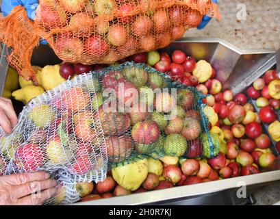 11 octobre 2021, Saxe, Fuchshain BEI Leipzig: Les clients versent leurs pommes et leurs quinces récoltés sur le tapis roulant d'un broyeur mobile de pommes mis en place pour une journée par Andreas Richter, horticulteur et paysagiste basé à Leipzig, dans une ferme de Fuchshain près de Leipzig.Devant les yeux des clients, la petite usine de fruits sur roues va transformer les fruits riches en vitamines en jus direct naturellement nuageux à divers endroits jusqu'à la fin du mois d'octobre et peut ensuite être emmenée chez elle dans un emballage de 5 litres.Avec la cidery mobile, Andreas Richter veut contribuer à la préservation, mais aussi à Banque D'Images