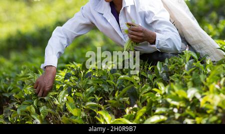 Gros plan des mains de femmes ramassant des feuilles de thé frais dans une grande plantation au Sri Lanka.La main d’œuvre dure travaille en Asie Banque D'Images