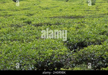 Buissons de thé vert prêts pour la récolte à la main sur la plantation du Sri Lanka Banque D'Images