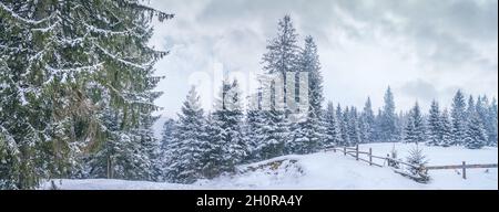 Paysage d'hiver, panorama, bannière - vue sur la forêt de pins enneigés dans les montagnes après de fortes chutes de neige Banque D'Images