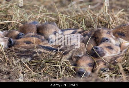 Groupe de nouveaux porcelets de sangliers (sus scrofa ferus) dormant sur la paille en forêt en hiver.Faune dans l'habitat naturel Banque D'Images