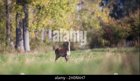 Hind (cerf rouge femelle) debout sur la prairie en forêt et regardant la caméra.Faune dans l'habitat naturel Banque D'Images