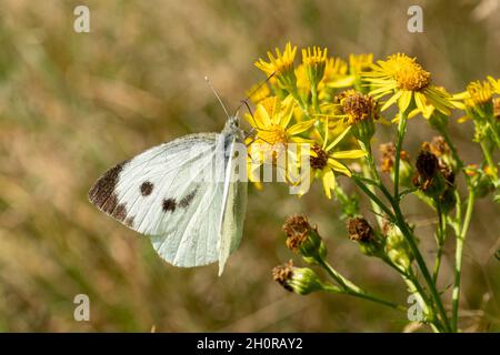 Grand papillon blanc (Pieris brassicae), également connu sous le nom de blanc de chou, nectaring sur les fleurs de ragwort pendant octobre, Royaume-Uni Banque D'Images