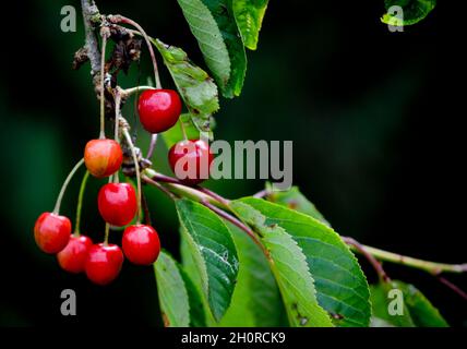 Cerises rouges poussant sur un arbre, sur fond vert foncé..Espace de copie disponible Banque D'Images