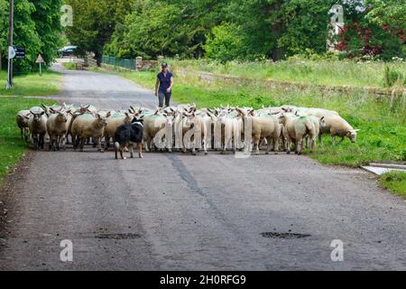 Un berger et ses moutons à Chilingham en Northumbria Banque D'Images