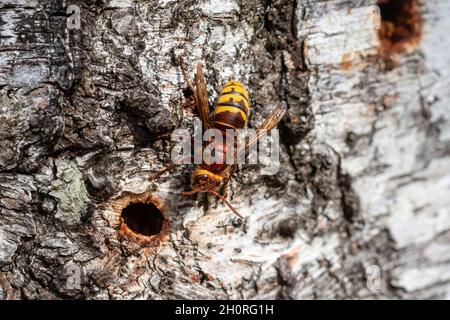 hornet européen (Vespa crabro) buvant la sève dans les trous d'un bouleau argenté, Royaume-Uni Banque D'Images