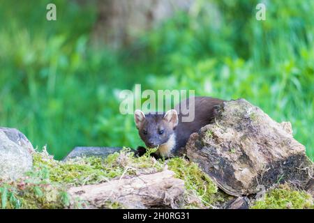 Pine Marten (Martes Martes) dans les bois, Perthshire Ecosse Royaume-Uni. Juin 2021 Banque D'Images