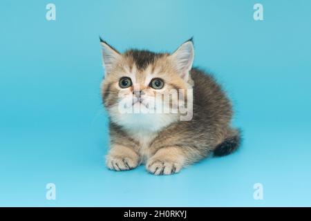 Portrait d'un chaton écossais aux cheveux rouges sur fond bleu Banque D'Images