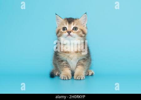 Portrait d'un chaton écossais aux cheveux rouges sur fond bleu Banque D'Images