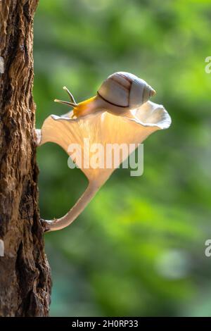 Gros plan d'un escargot sur un champignon poussant sur un tronc d'arbre, Indonésie Banque D'Images