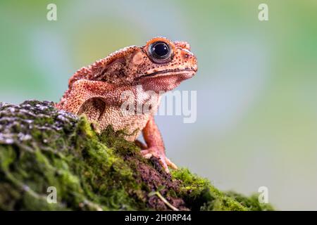 Crapaud asiatique (Bufo melanostictus) sur une branche de mousse, Indonésie Banque D'Images