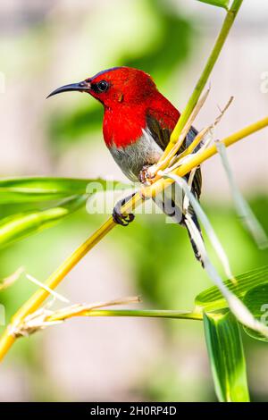 Crimson sunbird perché sur une branche, Indonésie Banque D'Images