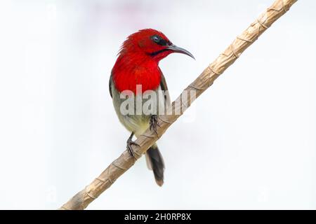 Crimson sunbird perché sur une branche, Indonésie Banque D'Images