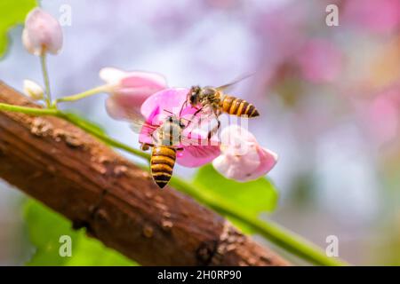 Deux abeilles planant à côté d'une fleur rose, l'Indonésie Banque D'Images