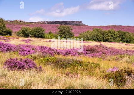 Derbyshire Royaume-Uni – 20 août 2020 : le paysage du Peak District est sublime en août, lorsque les cuirs fleuris tournent la campagne rose, Longshaw Estate Banque D'Images