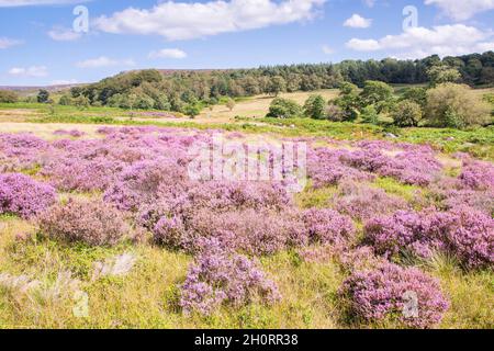 Derbyshire Royaume-Uni – 20 août 2020 : le paysage du Peak District est sublime en août, lorsque les cuirs fleuris tournent la campagne rose, Longshaw Estate Banque D'Images