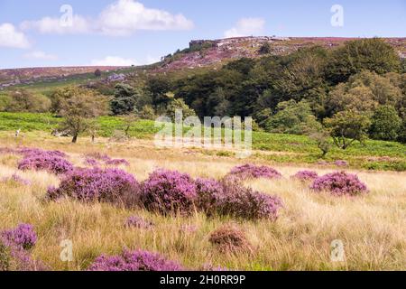 Derbyshire Royaume-Uni – 20 août 2020 : le paysage du Peak District est sublime en août, lorsque les cuirs fleuris tournent la campagne rose, Longshaw Estate Banque D'Images