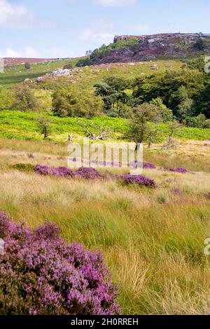 Derbyshire Royaume-Uni – 20 août 2020 : le paysage du Peak District est sublime en août, lorsque les cuirs fleuris tournent la campagne rose, Longshaw Estate Banque D'Images