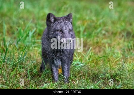 Renard arctique debout dans le paysage rural, Canada Banque D'Images