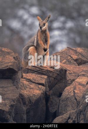 Wallaby de roche à pieds jaunes (Petrogale xanthopus) debout sur l'éperon rocheux, en Australie Banque D'Images