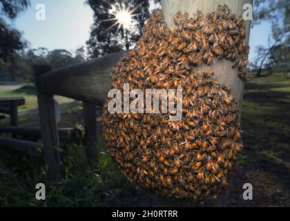 Essaim européen envahissant d'abeilles mellifères sur un poste en bois, Melbourne, Victoria, Australie Banque D'Images