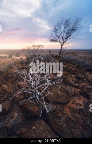 Plante morte poussant sur un affleurement rocheux, parc national Vulkathunha-Gammon Ranges, Australie méridionale, Australie Banque D'Images