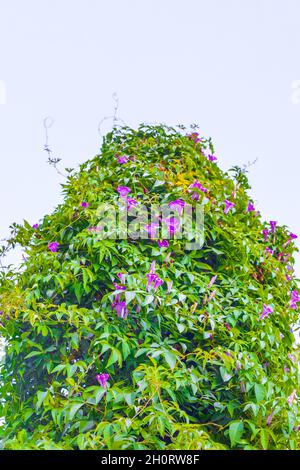 Violet rose violet mexicain gloire du matin Glorieuses Ipomoea spp fleurs sur la clôture avec des feuilles vertes et un arrière-plan blanc exempté à Playa del Carme Banque D'Images