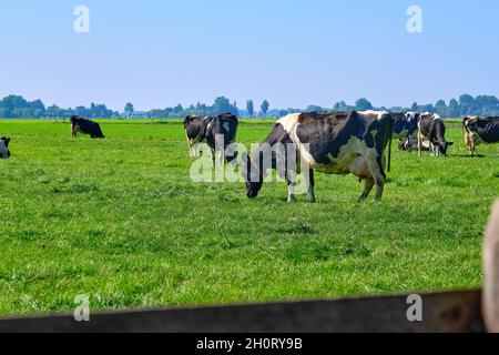 Les pays-Bas, sep 8,2021-vaches en pâturage avec ferme en arrière-plan. Le gouvernement néerlandais veut exproprier les agriculteurs pour réduire le bétail afin de résoudre le problème Banque D'Images