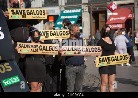 Madrid, Espagne.14 octobre 2021.Une vingtaine de personnes de l'école ont manifesté à la Puerta del sol à Madrid pour défendre le Galgo.(Photo de Fer Capdepon Arroyo/Pacific Press) Credit: Pacific Press Media production Corp./Alamy Live News Banque D'Images