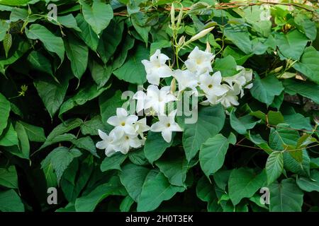 Mandevilla laxa, communément connu sous le nom de jasmin chilien, fleurs blanches, fin de l'été Banque D'Images