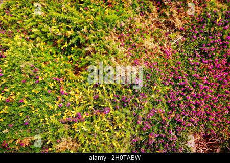 Plancher de fleurs de bruyère pourpre en fleur, Bretagne Banque D'Images