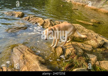 Chien de laboratoire jaune qui navigue sur des rochers glissants au bord d'un lac.Copier l'espace. Banque D'Images