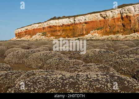 Barnacle couvrait des rochers sur la plage de North Beach, Hunstanton, Norfolk, Angleterre, Royaume-Uni,Également montrant les falaises à rayures roses et blanches. Banque D'Images