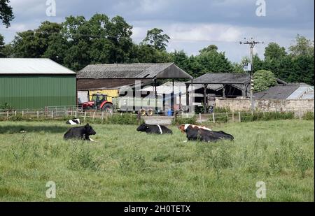 DERBY, ROYAUME-UNI - 29 juillet 2021 : les vaches se reposant dans un champ devant les bâtiments et l'équipement de la ferme à Derbyshire, Royaume-Uni Banque D'Images